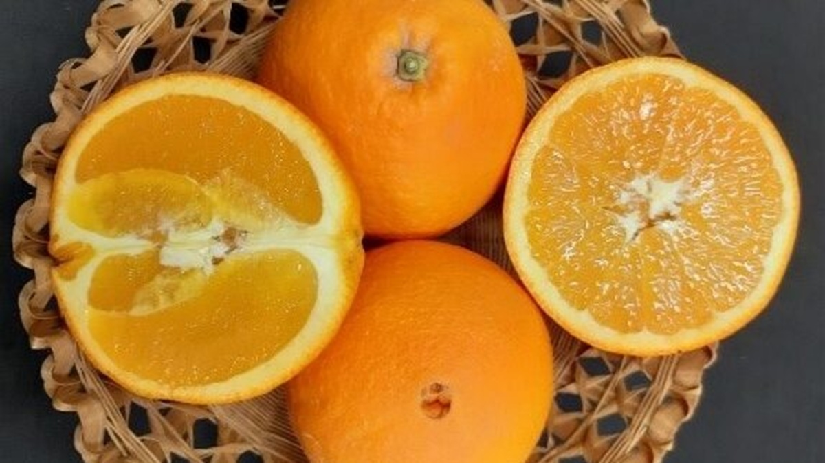 Cómo nació el grupo Navel de una mutación espontánea a un imperio varietal.jpg